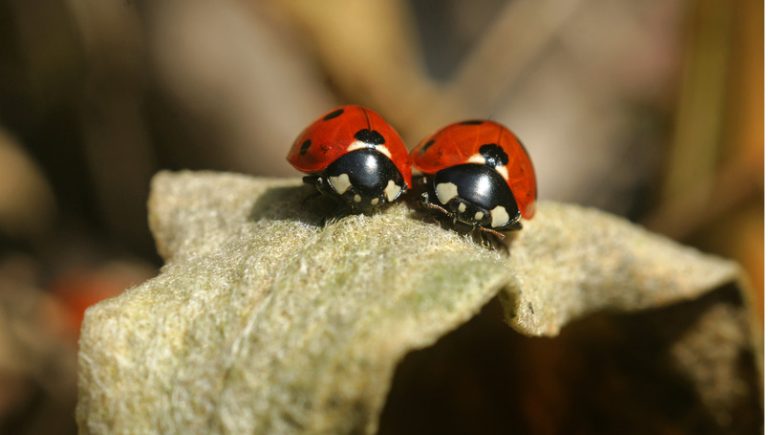 Two lady bugs on a leaf.