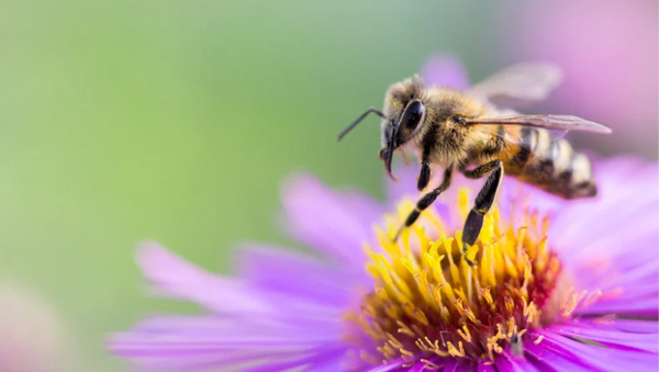 A close-up side-view of a bee in flight over a purple wild flower.