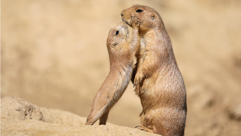 A baby prairie dog standing on its back legs with it's hands on a standing adult prairie dog's face.
