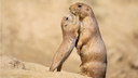 Prairie Dogs Section Block