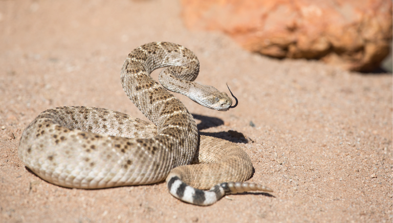 A coiled rattle snake.