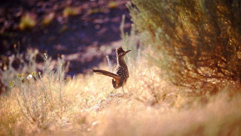 Road Runner on Hill