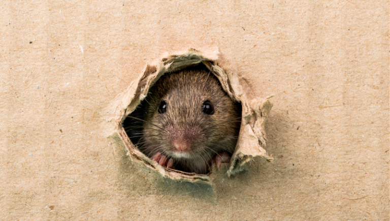 A mouse looking through a chewed hole in a piece of cardboard.