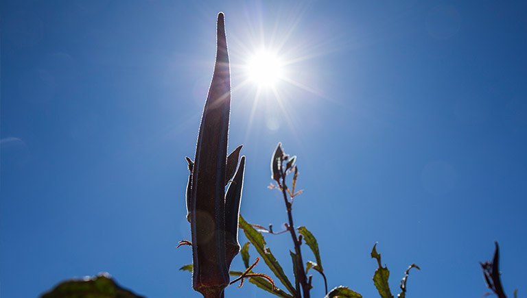 Rooftop Garden Sun Section Block