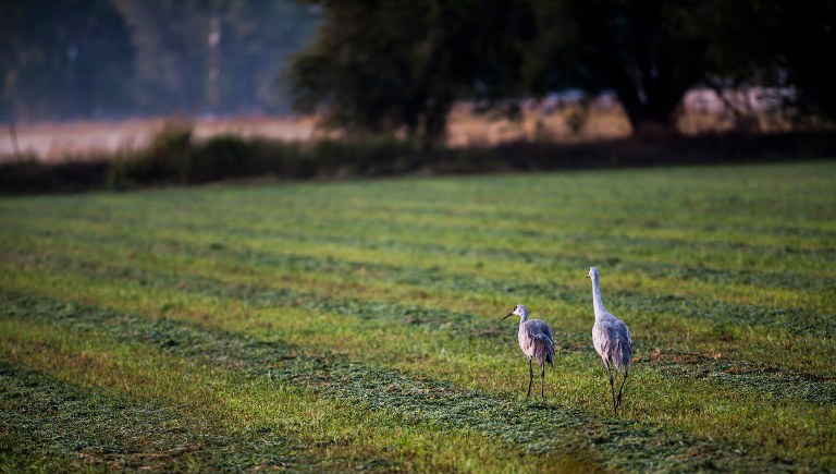 Sandhill Cranes on Green Pasture