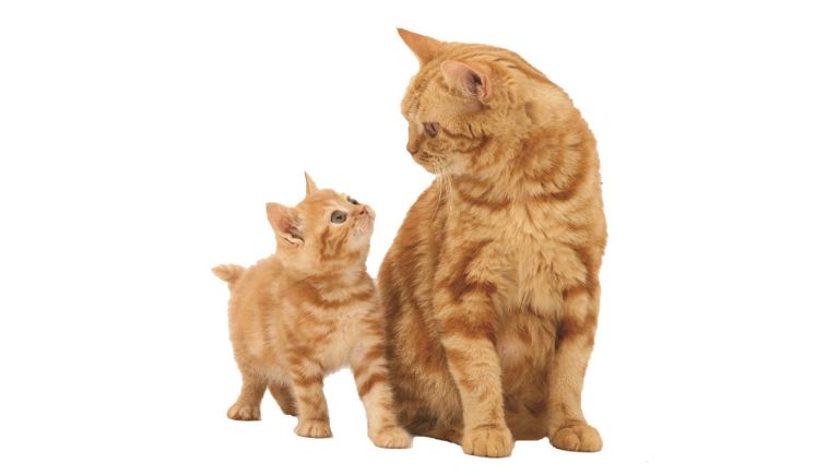 A orange cat and kitten sitting together.