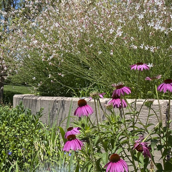 Pocket Park Tile Wild flowers.