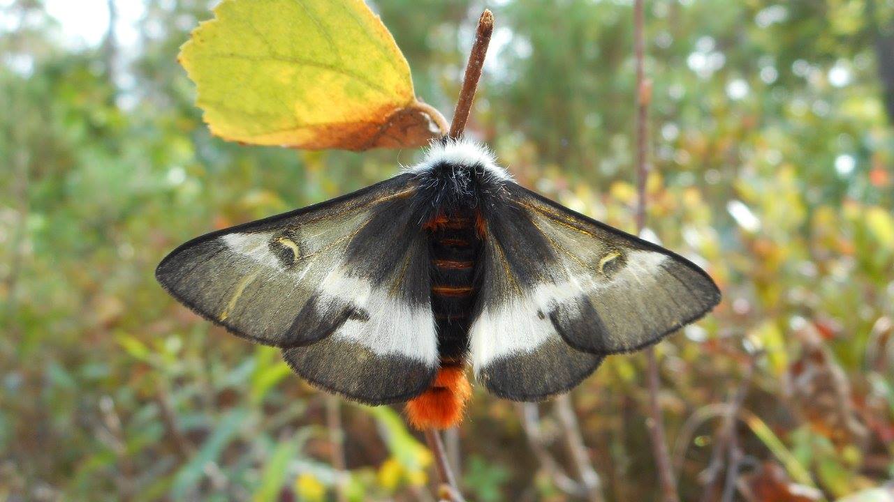 Pollination Celebration: Pollinators on the Nightshift: Moths and More!