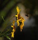 Bee and Flower Bee and Flower