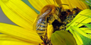 Pollination Celebration: Exploring Wild Bees in New Mexico