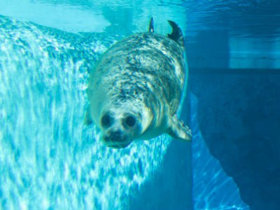 Image of a seal swimming at the ABQ BioPark zoo.