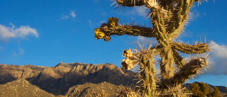 Beautiful Desert Landscape