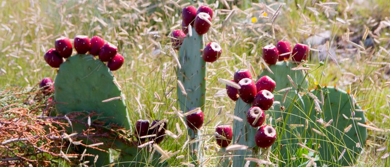 Cactus