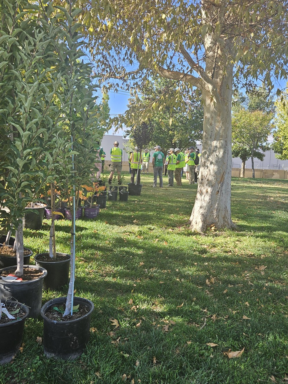 Photo showing workers planting trees in Albuquerque Council District 7