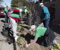 The Princess Jeanne Neighborhood Awarded ABQ NeighborWoods Grant for 100 Trees