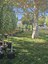 2024 TreeNM and NeighborWoods tree planting