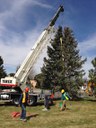 Moving the Blue Spruce @ Academy Hills Park