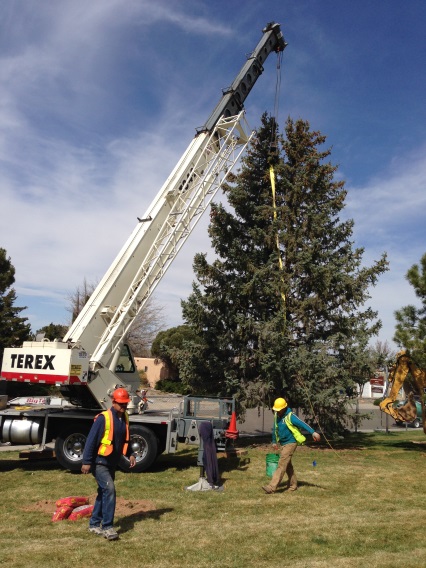 Moving the Blue Spruce @ Academy Hills Park
