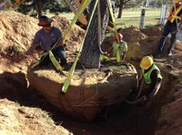 Moving a Treet @ Academy Hills Park Moving a Treet @ Academy Hills Park