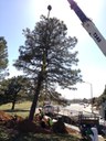 Moving the Pinon Pine