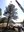 Moving the Pinon Pine