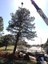 Moving the Pinon Pine