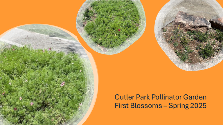 Photo collection of first blossoms in the new Pollinator Garden at Cutler Park (Spring 2025)