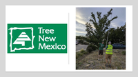 Tree NM Slide - 2024