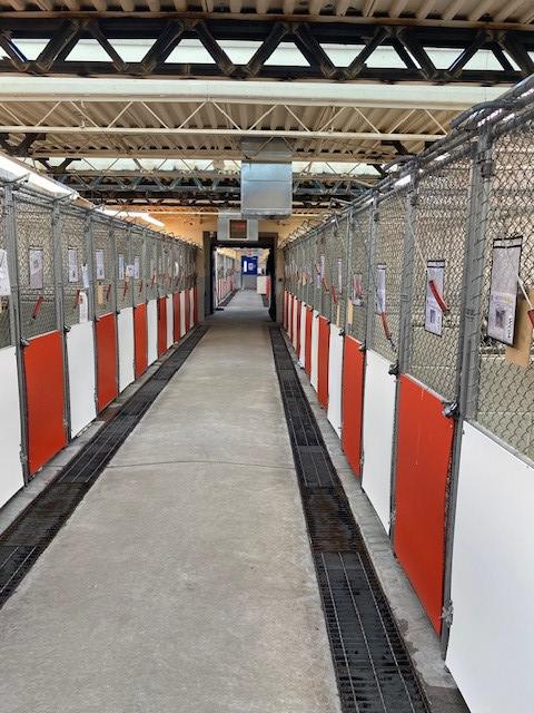 Westside Animal Shelter's New Modern Kennels