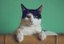 Picture of Cat