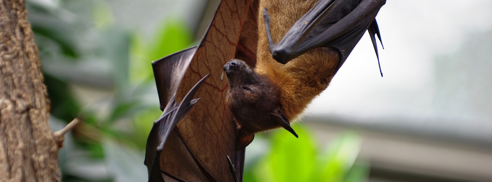 An upside down bat.