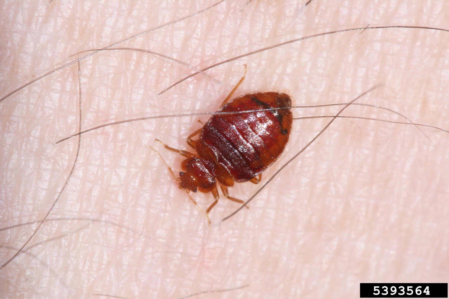 Bed Bugs F.A.Q. — City of Albuquerque