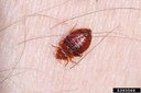 Bed_Bugs_01.jpg Bed_Bugs_01.jpg