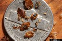 Bed_Bugs_02.jpg Bed_Bugs_02.jpg