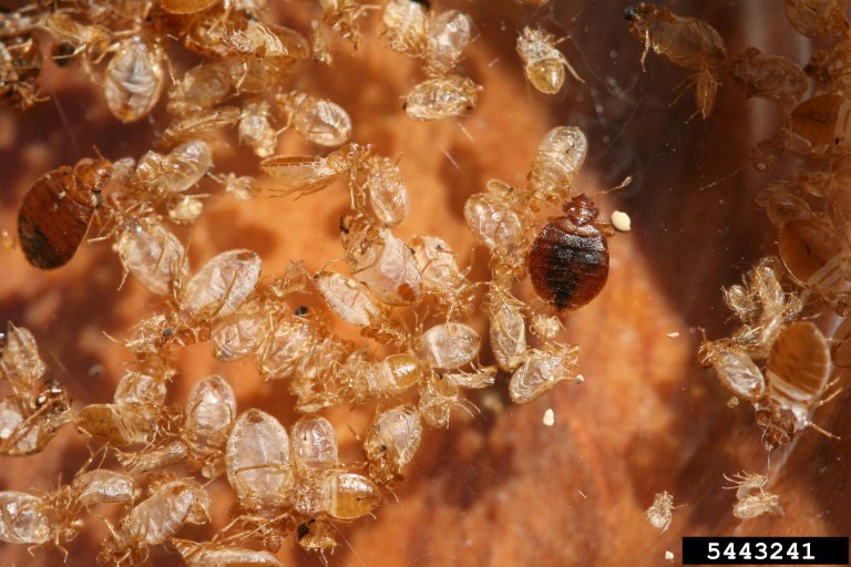 Bed Bugs F.A.Q. — City of Albuquerque