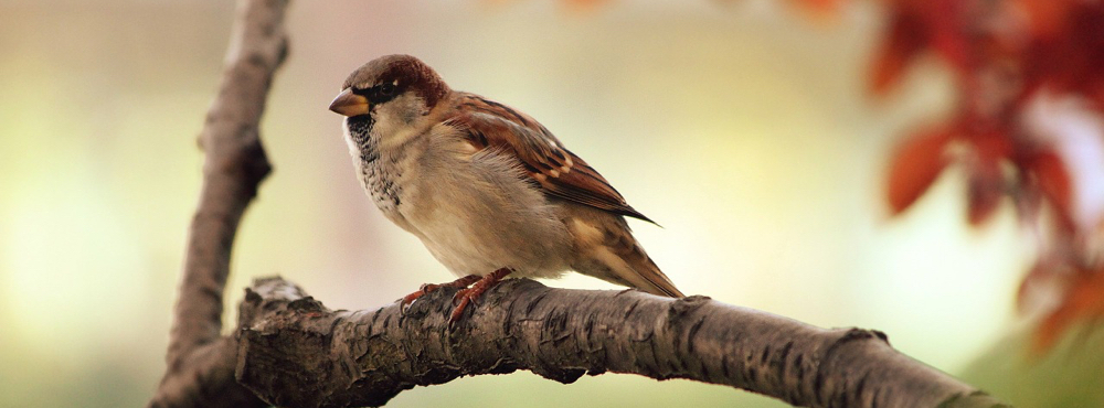 A small bird on a tree branch.