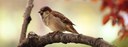 UBD - Birds Tile