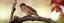 UBD - Birds Tile