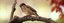 UBD - Birds Tile