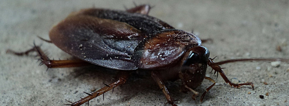 A close up of a cockroach.