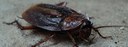 UBD - Cockroaches Tile