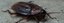 UBD - Cockroaches Tile
