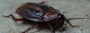 UBD - Cockroaches Tile
