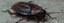 UBD - Cockroaches Tile