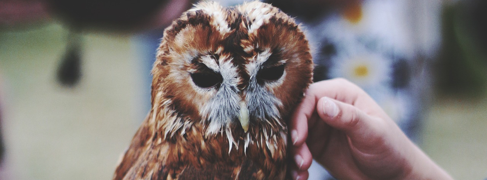 A hand petting an owl.