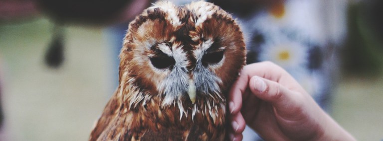 UBD - Common Wildlife and How to Respond Tile