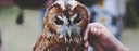 UBD - Common Wildlife and How to Respond Tile