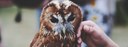 UBD - Common Wildlife and How to Respond Tile