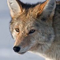 The face of a coyote.