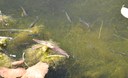 Mosquito fish at the Montessa pond - 2025